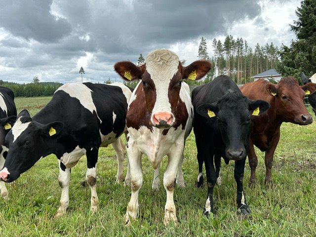 Viisi lehmää laitumella.