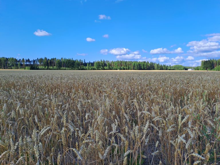 Sininen taivas, metsä ja vehnäpelto.