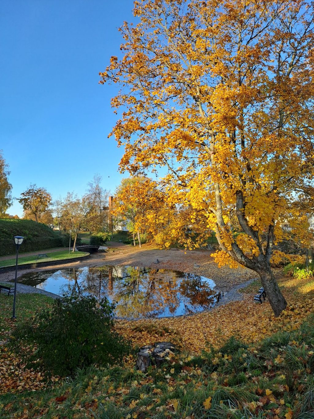 Ankkalampi, puut ruskan väreissä.